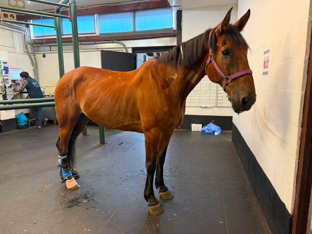 Help Fund Avi’s Recovery ❤️‍🩹